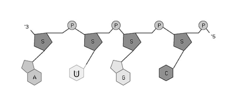 <p>Wat is RNA?</p>