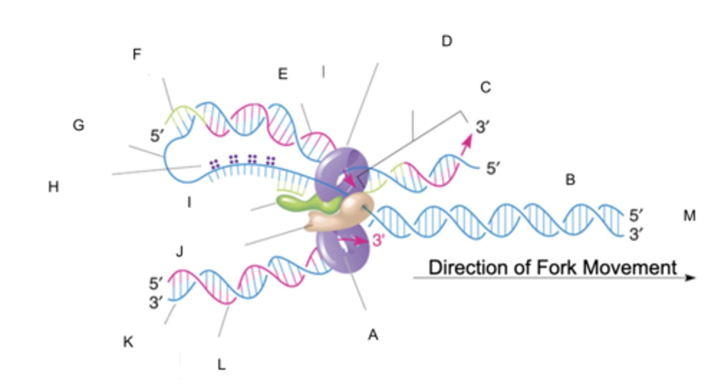 <p>polymerize (replicate) DNA on lagging strands</p><p>fill DNA gaps when primer is removed</p><p>- 3' to 5' exonuclease (proofreads)</p>