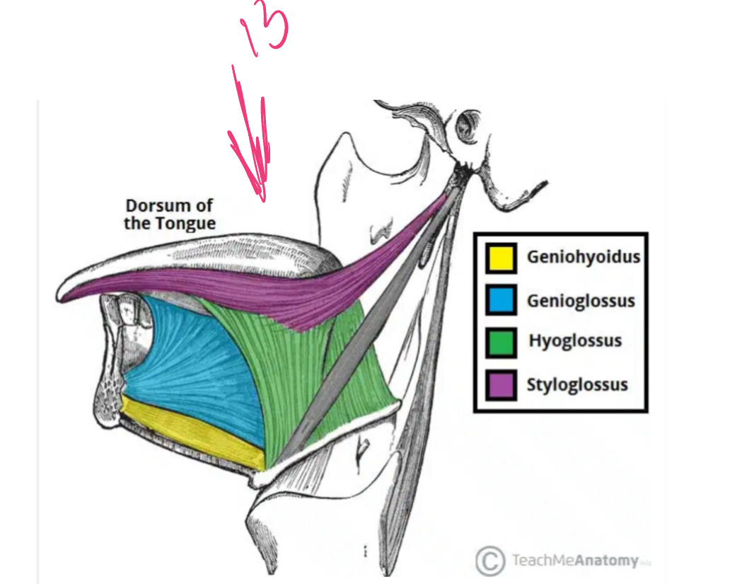 <p>13</p>