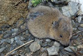 <p><em>Microtus agrestis </em></p>