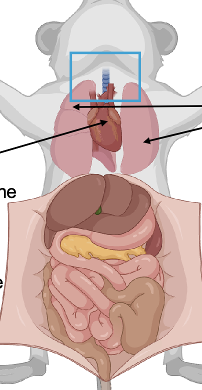 <p>What is this?</p>