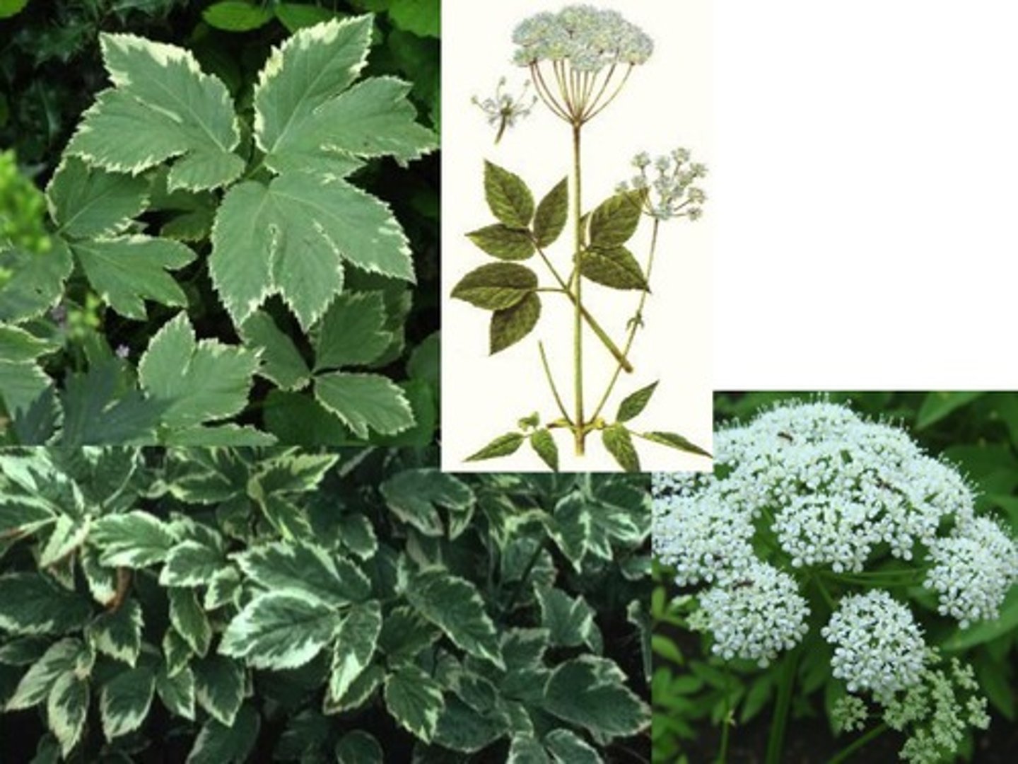 <p>bishop's goutweed</p>