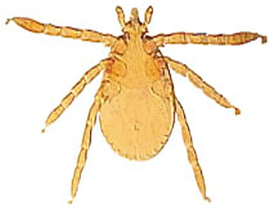 term image