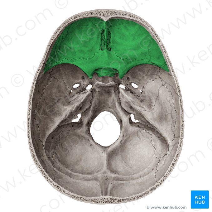 <p>přední plocha</p><p>zde uložen <strong>frontální lalok mozku</strong></p><p>od <strong>fossa cranii medii </strong>je oddělena pomocí <strong>ala minor ossis sphenoidalis, processus clinoideus anterior a sulcus prechiasmaticus</strong></p>