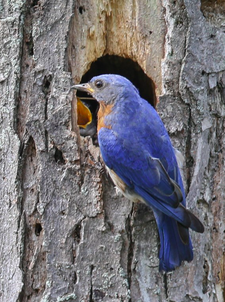 <p>Eastern Bluebird</p>