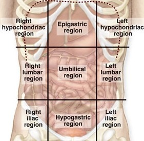 right hypochondriac, epigastric, left hypochondriac, right lumbar, umbilical, left lumbar, right inguinal, hypogastric, left inguinal