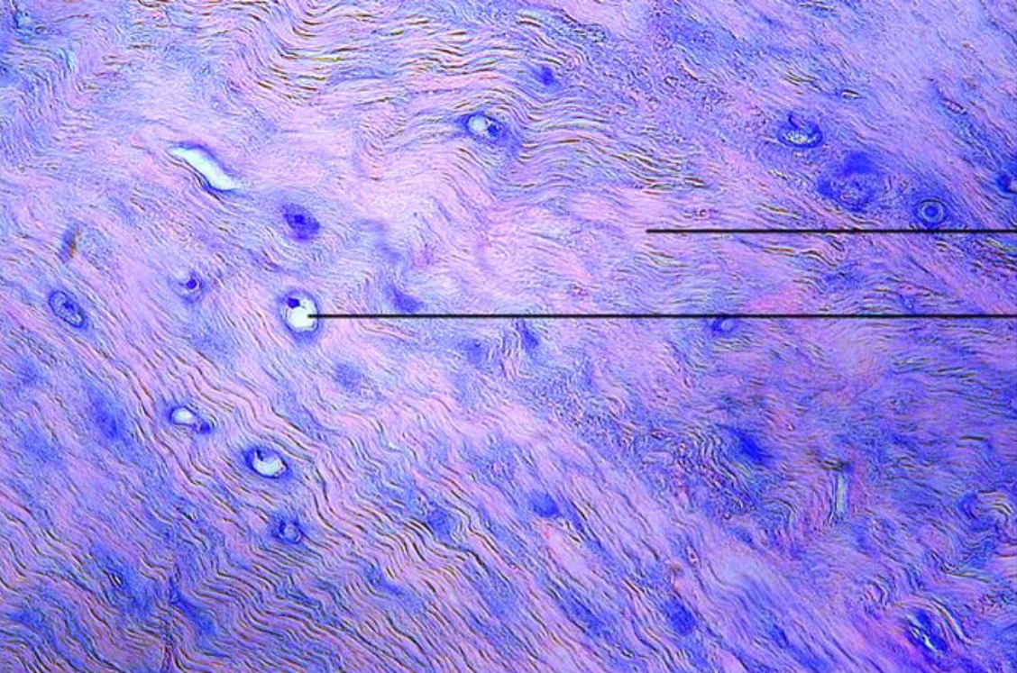 <p>Parts of tissue III</p>
