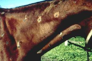 <p>"Tumor tail"</p><ul><li><p>Carried by the intermediate host, the biting midge​ ("No see-ums"​)</p></li><li><p>Adults are in ligamentum nuchae​</p></li><li><p>Microfilariae are in dermis​</p></li><li><p>Symptoms: Itching, alopecia, patchiness along head, neck and ventral midline​</p></li><li><p>Microfilariae in skin scraping is not diagnostic as 90% of animals are infected​</p></li><li><p>Diagnostic is by punch biopsy placed in saline on slide- can see vigorously swimming microfilariae​</p></li><li><p>In rare cases, can cause opthalmia and blindness</p></li></ul><p></p>