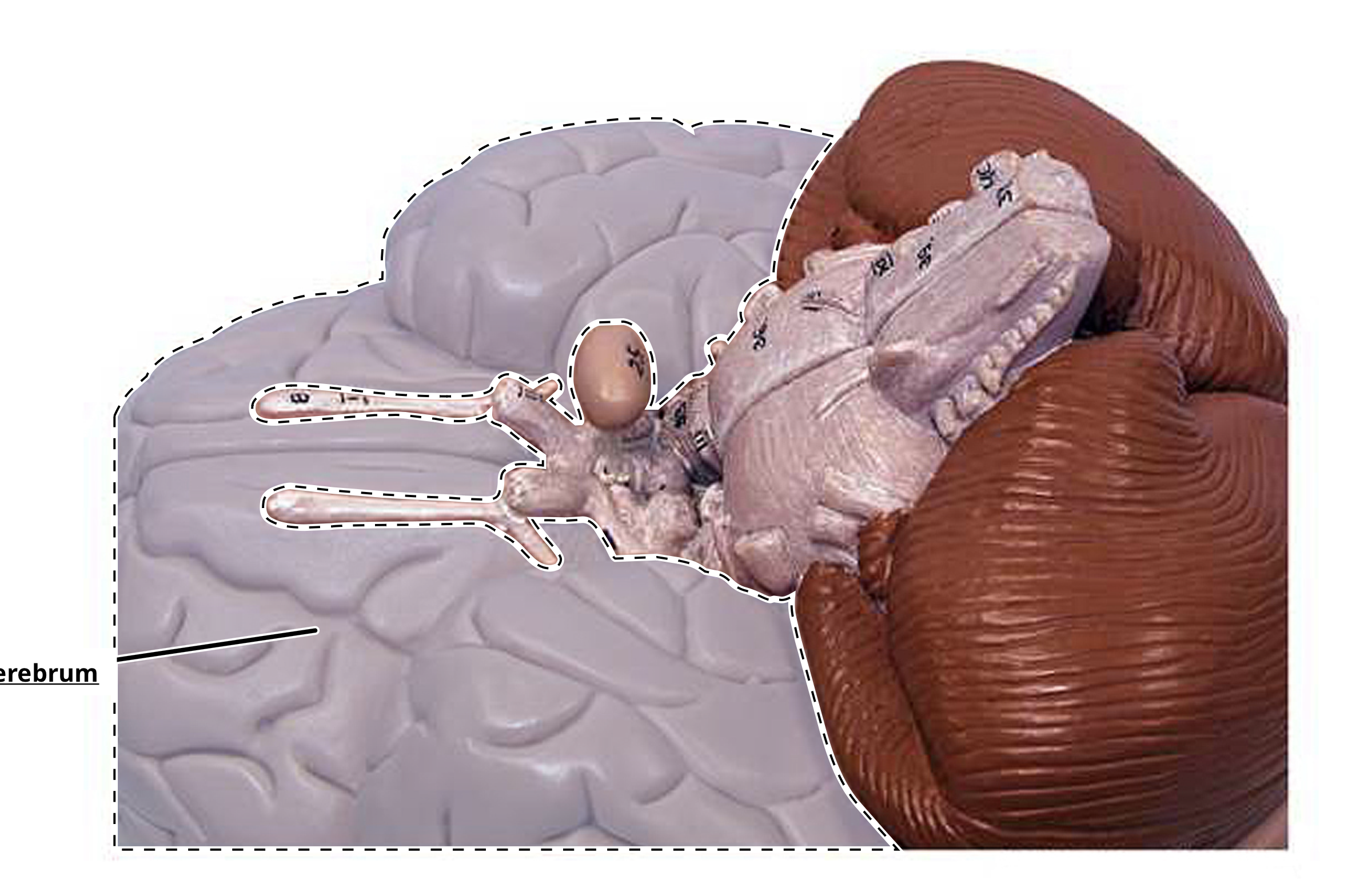 <p>cerebrum</p>