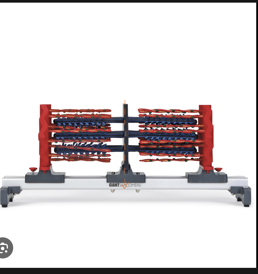 <p>Identify this part of the sarcomere and sliding filament theory </p>