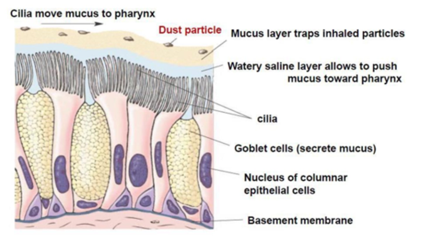 <p>Goblet cells secrete mucus on the lining of the trachea to trap dust and microorganisms, cilia waft the mucus away from the lungs towards the throat</p>