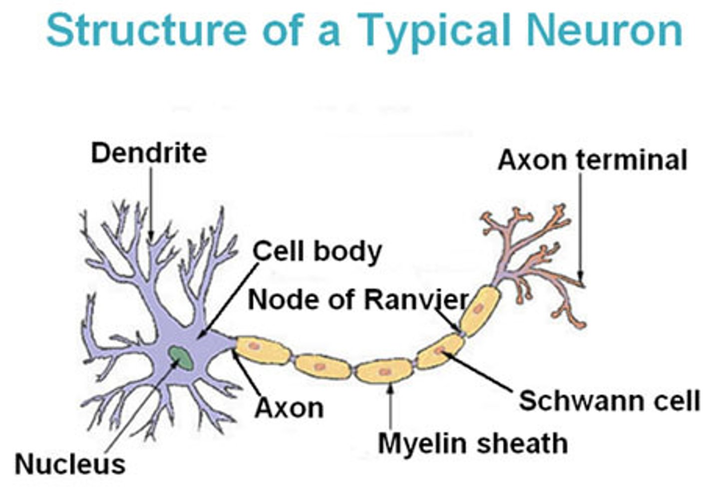 <p>dendrites, cell body (soma), nucleus, axon hillock, axon, axon terminal, synaptic cleft</p>