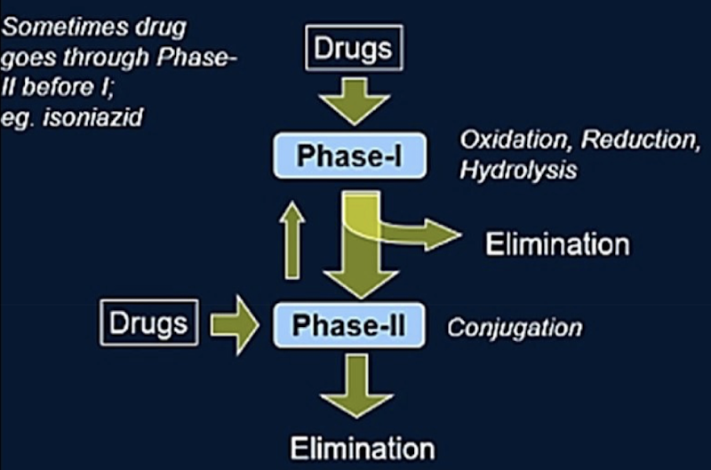 <p><span><strong><span>Phase I</span></strong></span><span>: Oxidation</span><span><span>/Reduction/Hydrolysis</span></span></p><ul><li><p><span><span>Mainly occurs in the liver (+ in the intestine, lungs, kidneys and skin)</span></span></p></li><li><p><span>Carried out mainly by </span><span><strong><span>Cytochrome P450 enzymes</span></strong></span></p></li><li><p><span><span>Main reactions are oxidation, reduction and hydrolysis</span></span></p></li><li><p><span>Usually </span><span><strong><span>inactivates </span></strong><span>the drug, but sometimes produces an active metabolite (ex.: prodrugs)</span></span></p></li></ul><p></p><p><span><strong><span>Phase II</span></strong><span>: Conjugation</span></span></p><ul><li><p><span>Adds</span><span><span>&nbsp;something onto the metabolite to make it water-soluble so the kidney can excrete it.</span></span></p></li></ul><ul><li><p><span>Carried out by </span><span><strong><span>transferases</span></strong></span></p></li><li><p><span>Phase II products are generally </span><span><strong><span>inactive</span></strong><span>&nbsp;and easily eliminated, though occasionally an active metabolite can be formed.</span></span></p></li></ul><p></p><p><span><span>Not all drugs necessarily go through Phase I followed by Phase II.</span></span></p>