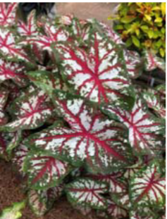 <p>Caladium spp. </p>