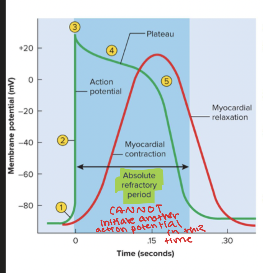 <p>1) Voltage gated Na+ channels open</p><p>2) Na+ inflow = depolarization, positive feedback cycle (RAPID)</p><p>3) Na+ channels close and positive voltage peaks </p><p>4) Ca2+ entering very slowly through channels creating a plateau, it is slightly down curved due to K+ leakage out </p><p>5) Ca2+ channels close, K+ channels open, rapid outflow = polarization back to resting potential </p>