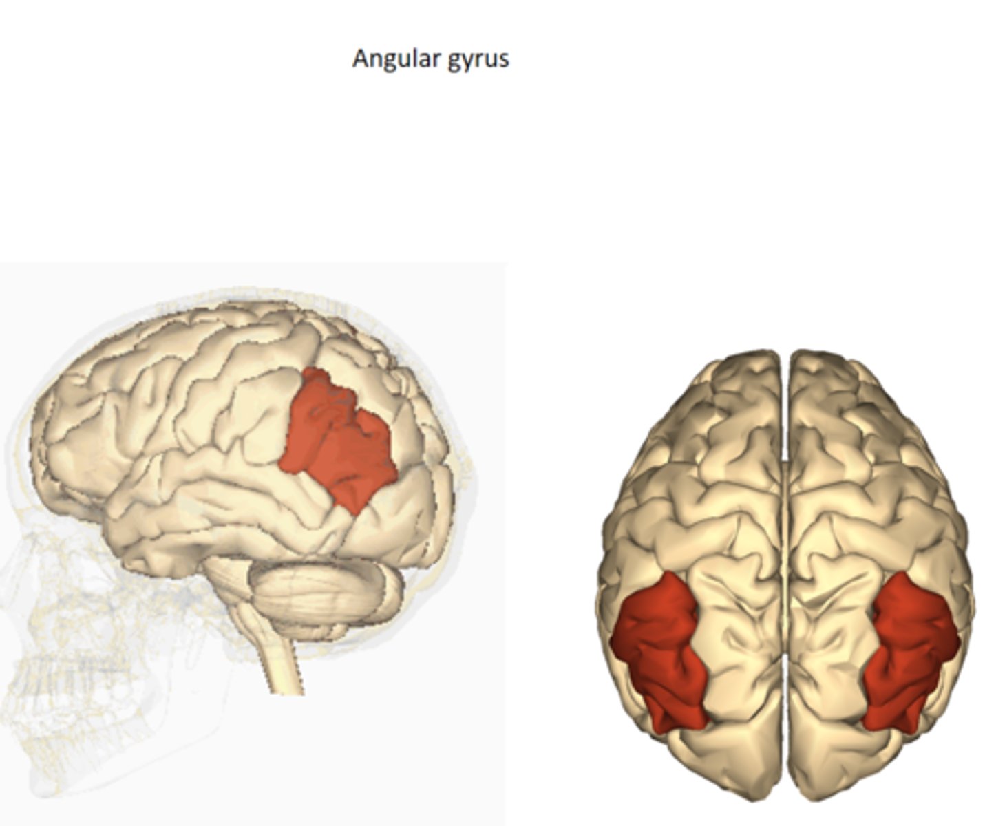 <p>damage/lesion to inferior parietal cortex<br>OR<br>developmental<br>- usually on more dominant side; if you are right handed your left cortex is more dominant <br>- left cortex dominant --&gt; affects right finger/toes/hands/etc</p>
