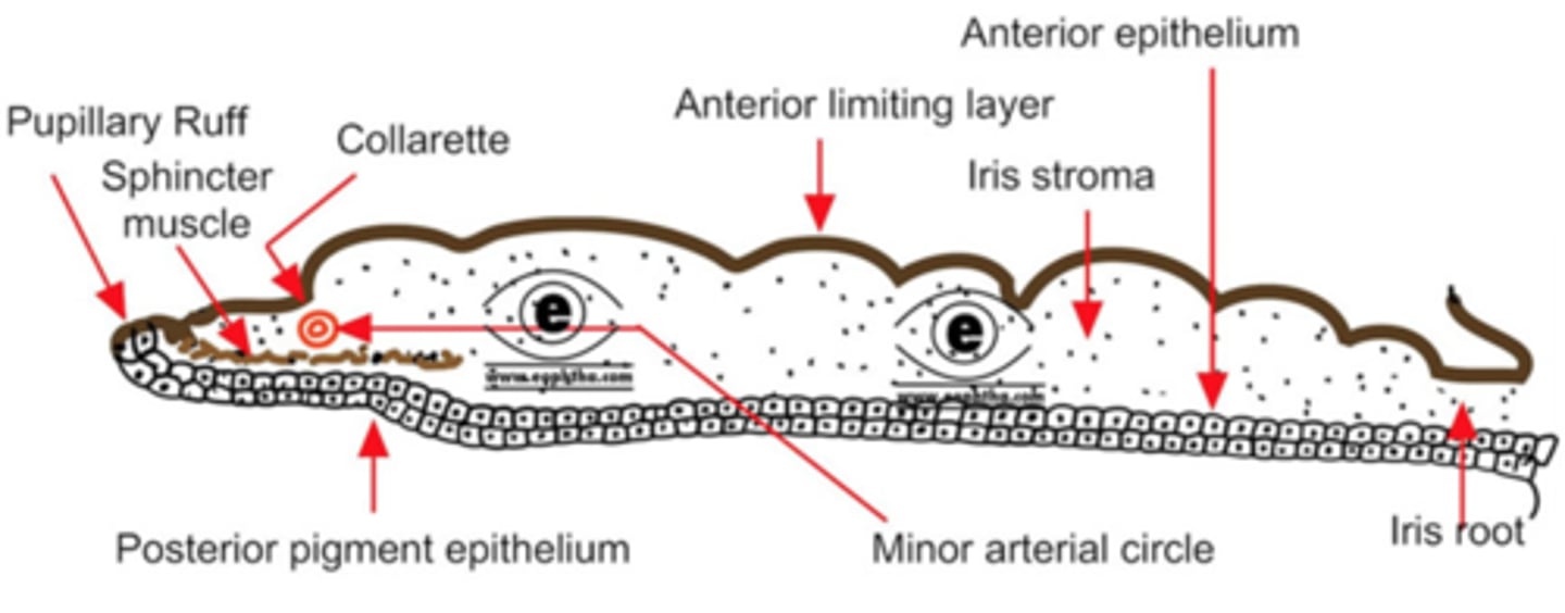 <p>inner edge of iris along pupil</p>