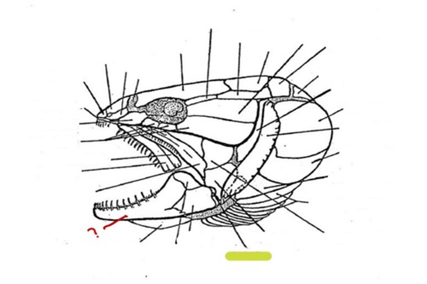<p>What bone is this</p>