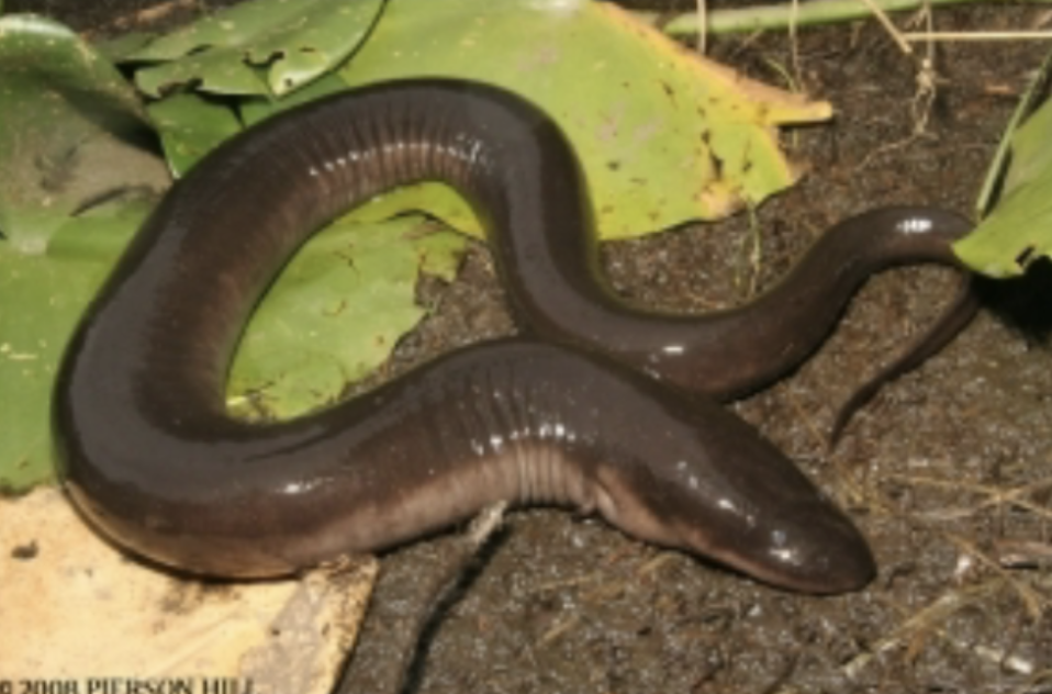 <p>Greater Siren (sirenidae, siren lacertina)</p>