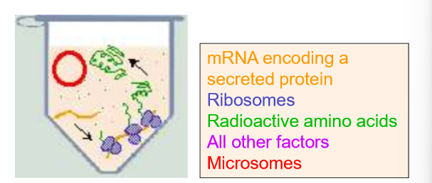 <p>Explain what the Translation in Cell-Free system helped us to determine.</p>