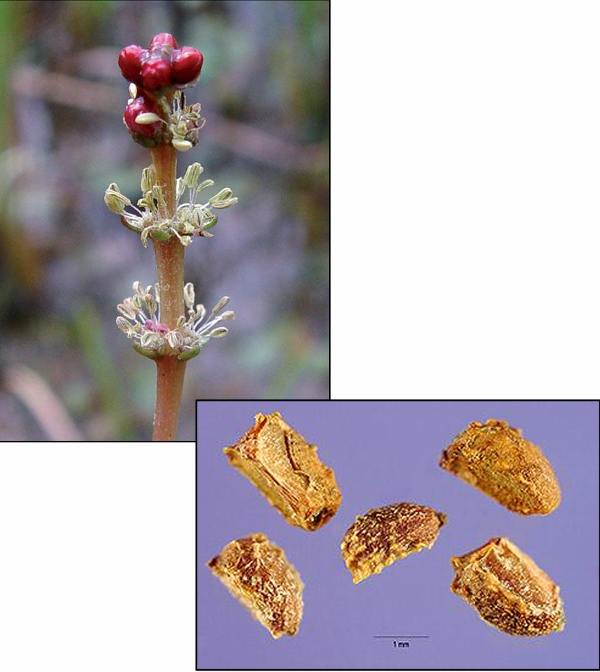 <p><em>Myriophyllum spicatum (</em>Haloragaceae) → Eurasian watermilfoil</p><p><u>CO&nbsp;LIST B</u></p><p>• Produces by seed, but most reproduction is accomplished through plant fragmentation and stolons. </p><p>• Flowers are produced on a spike protruding out of the water.</p><p> • Prefers lakes, ponds and other slow moving water bodies.</p><p> • Tolerates a wide range of water conditions, including high salinity levels</p>