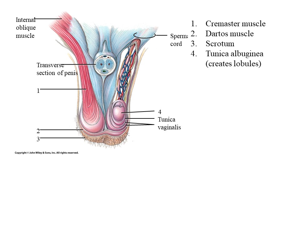 <ol><li><p>Cremaster muscle</p></li><li><p>Dartos muscle</p></li></ol>