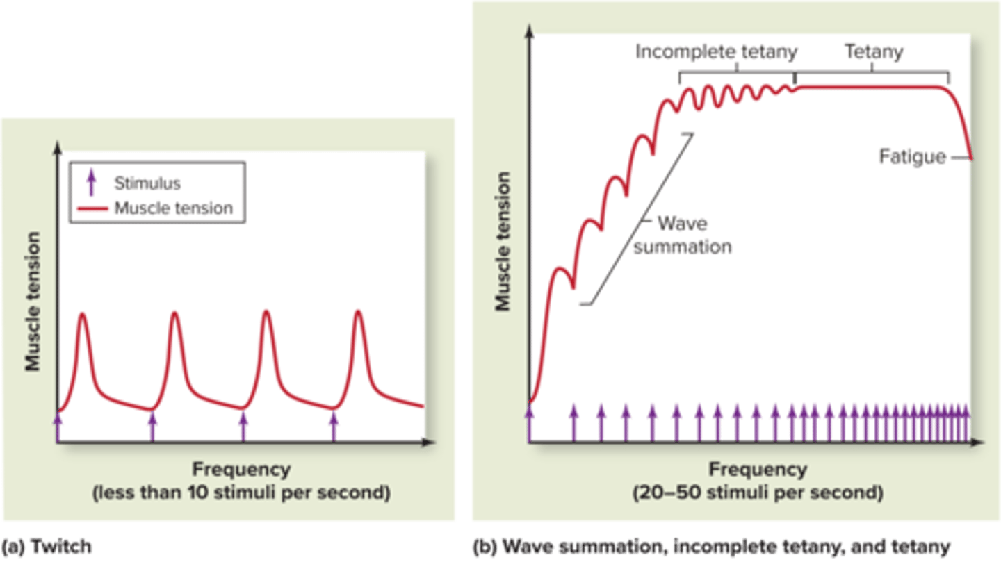 <p>Wave summation occurs when successive stimuli arrive before the relaxation phase has been completed.</p><p>If a second stimulus is applied to an excited muscle cell after the refractory period, but before the cell has finished resting from the first stimulus, the second contraction will be greater than the first. This phenomenon, in which stimuli arrive at different times and cause larger contractions, is called wave summation.</p>