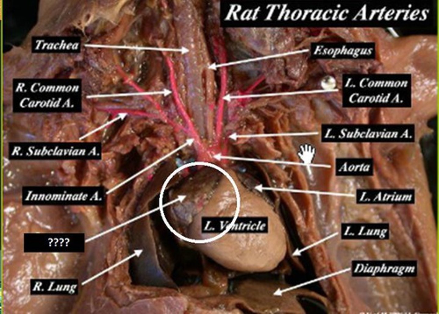 knowt flashcard image