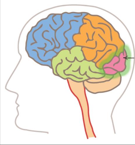 <p><strong>Identify </strong><span>the lobe of the brain highlighted.</span></p>