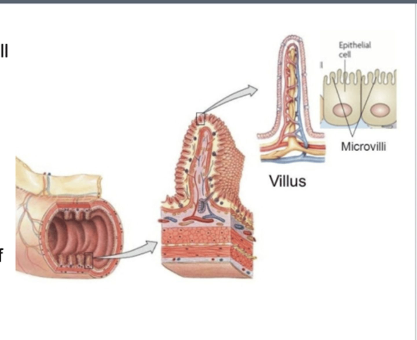 <p>plicae: folds in the wall of the digestive tract</p><p>villi: folds in the epithelium</p><p>microvilli: folds in the cell membrane of the intestinal cells</p><p>ALL INCREASE SURFACE AREA</p>