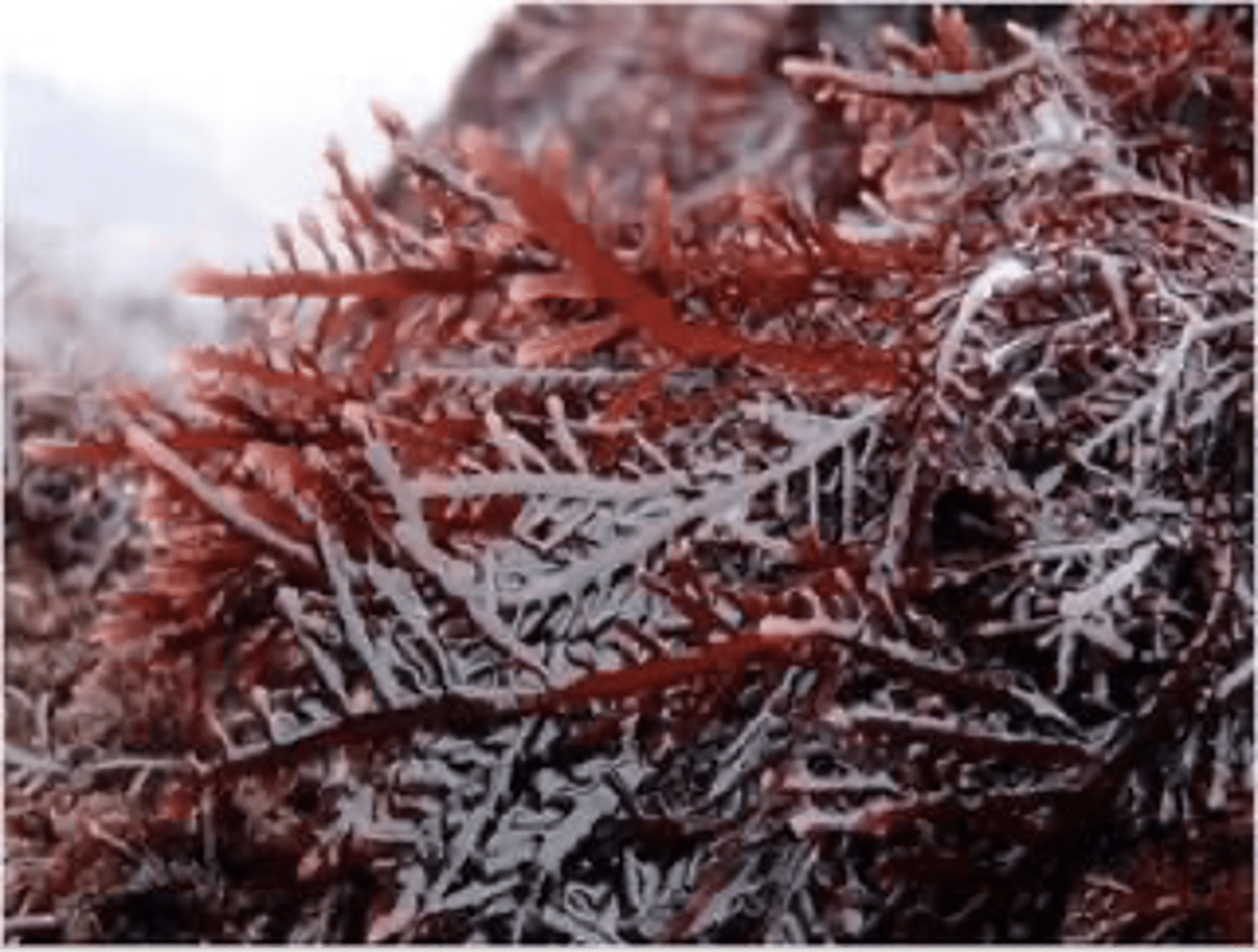 <p>E: Eukaryota</p><p>K: Plantae</p><p>P: Rhodophyta</p><p>C: Florideophyceae</p><p>O: Gelidiales</p><p>F: Gelidiaceae</p><p>produces the highest quality agar, but grows slowly so natural beds are often over harvested, 35%of the world's agar production comes from Gelidium, also produces bacteriological-grade agar (expensive), acts as a stabilizer and thickener in pie fillings, icings, meringues, gelled fish, meat products, and low-calorie products</p>