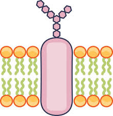 <p>Embedded with the membrane and have a sugar molecule attached </p><ul><li><p>used for cell recognition and signaling </p></li></ul><p></p>