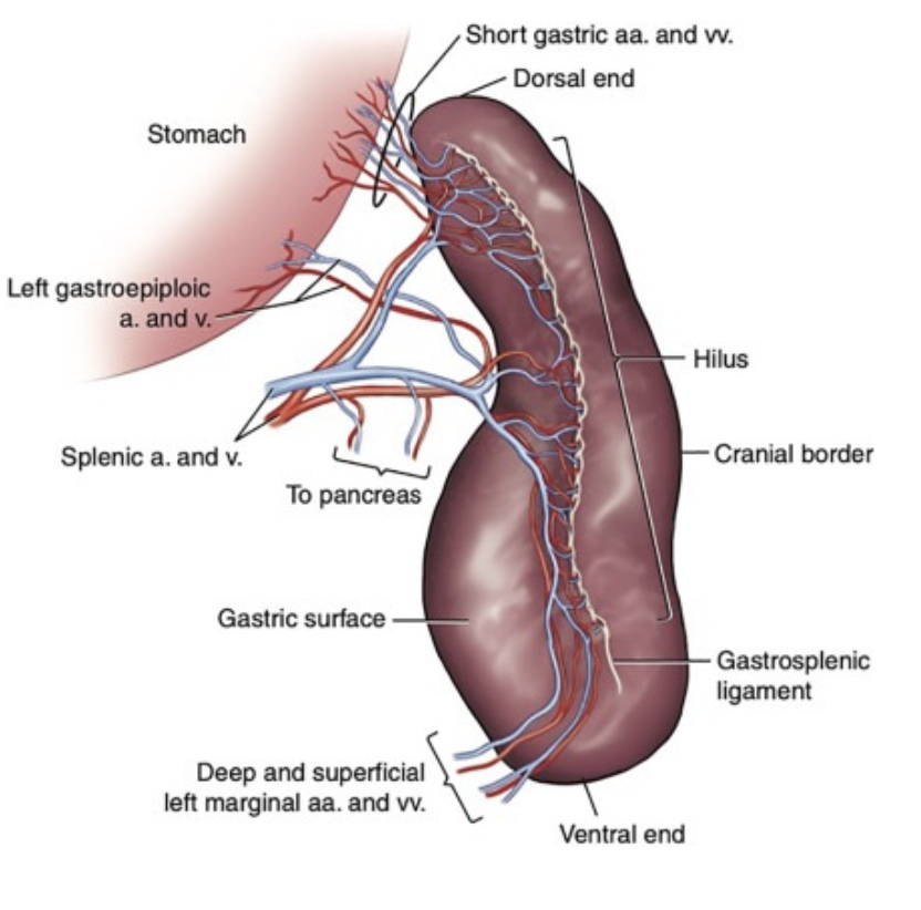 <p>1) Short gastric artery and vein (treat them like an ovarian pedicle); Start here -> Improves mobility</p><p>2) Left gastroepiploic artery and vein (caudal/omental vessels)</p><p>3) Splenic artery/vein</p>