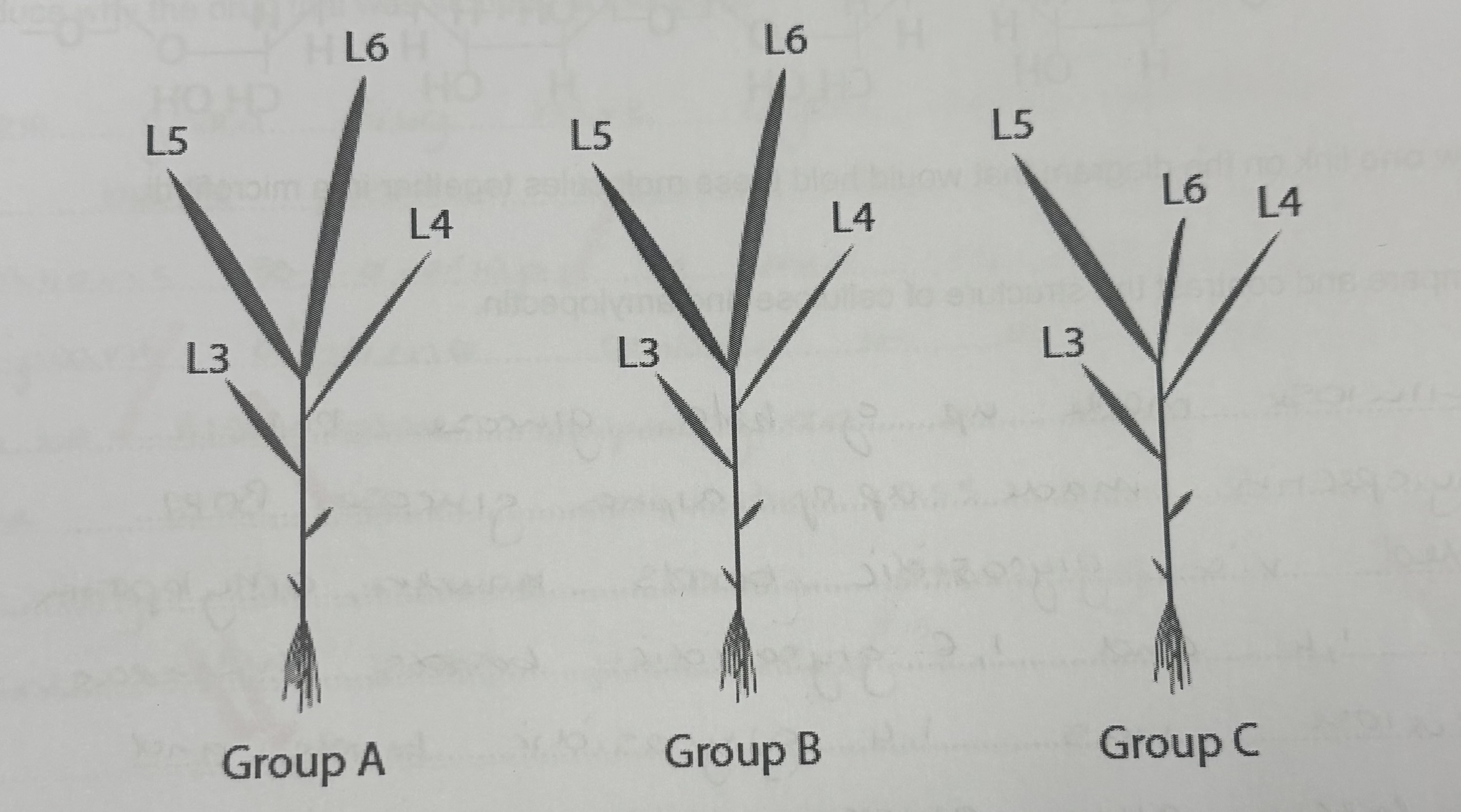 <p>Comment on the effects of deficiencies in magnesium and calcium ions on the growth of these rice plants.</p><p>B is lacking in magnesium ions. C is lacking calcium ions</p>