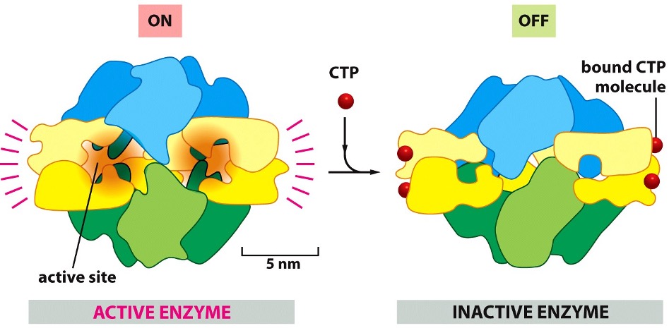 <p>Allosteric binding </p>