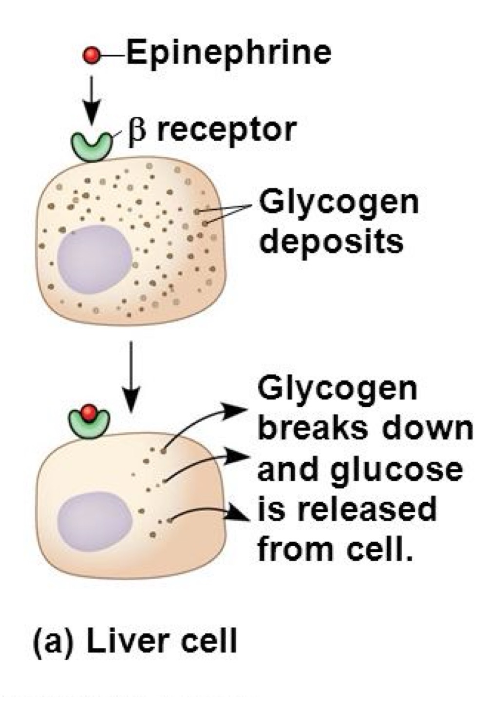 <p>•    Elle se lie à un récepteur β<br />
    •   Déclenche la dégradation du glycogène<br />
    •   Libère du glucose</p>