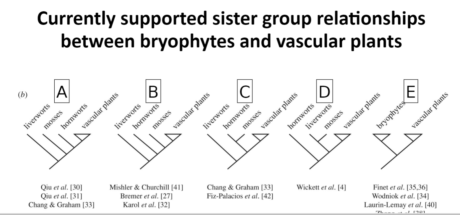 <p>The phylogenetic trees on the slide&nbsp;represent the differing hypotheses that scientists have given for the relationship between the three groups of bryophytes and vascular plants. Among the bryophyte lineages, both mosses and hornworts have stomata, but liverworts do not. Which of the trees would&nbsp;most&nbsp;likely lead us to interpret a single origin of stomata? Select all that apply.</p>