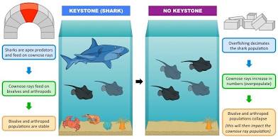 <p>Keystone species</p>