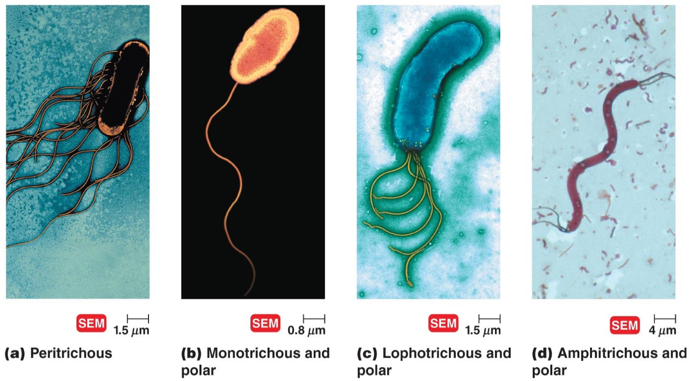 <p>Single flagella at both ends</p>