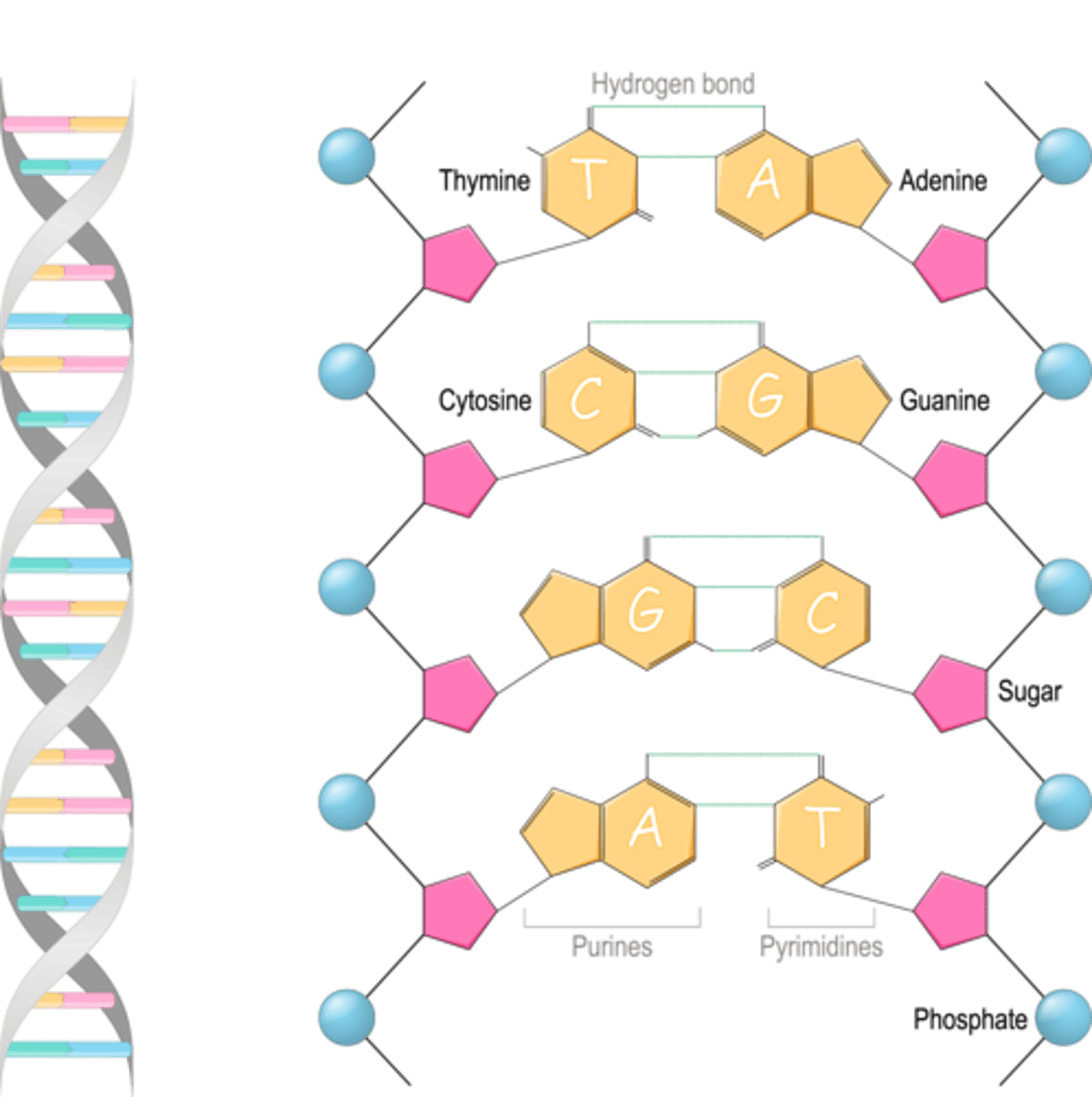 <p>Nitrogenous base, pentose sugar, phosphate group</p>