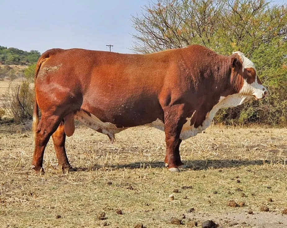 <p>What Beef Breed is this?</p>