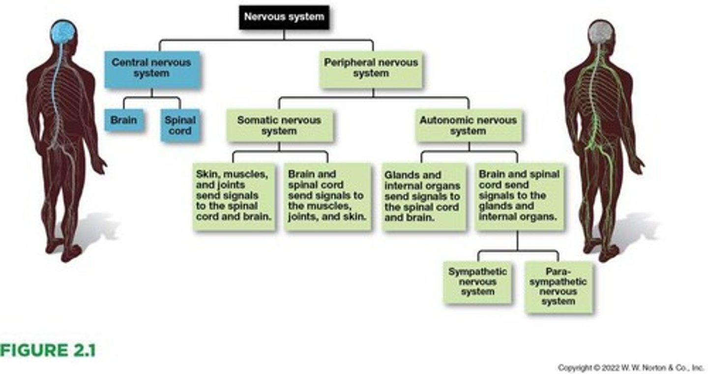 <p>A network of billions of cells in the brain and the body, responsible for all aspects of what we feel, think, and do.</p>