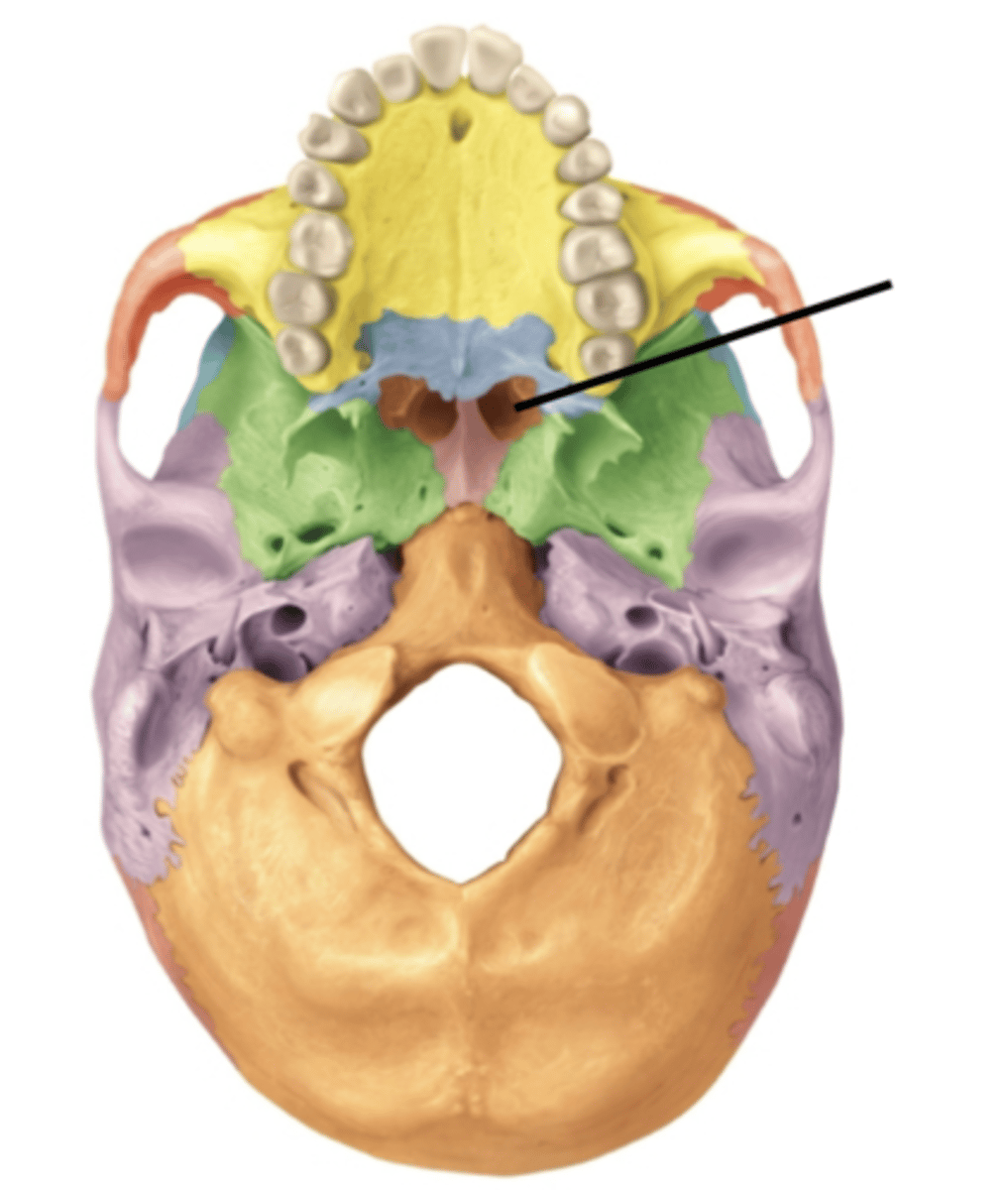 knowt flashcard image