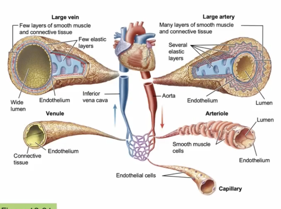 <p>into a venule and then a large vein</p><ul><li><p>tend to have bigger lumens</p></li></ul><p></p>