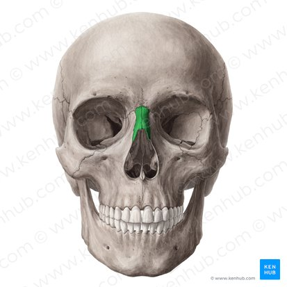 <p>Nasal bones</p>