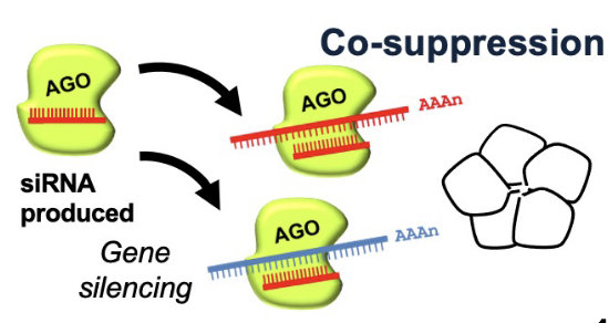 <p>co-suppression</p>