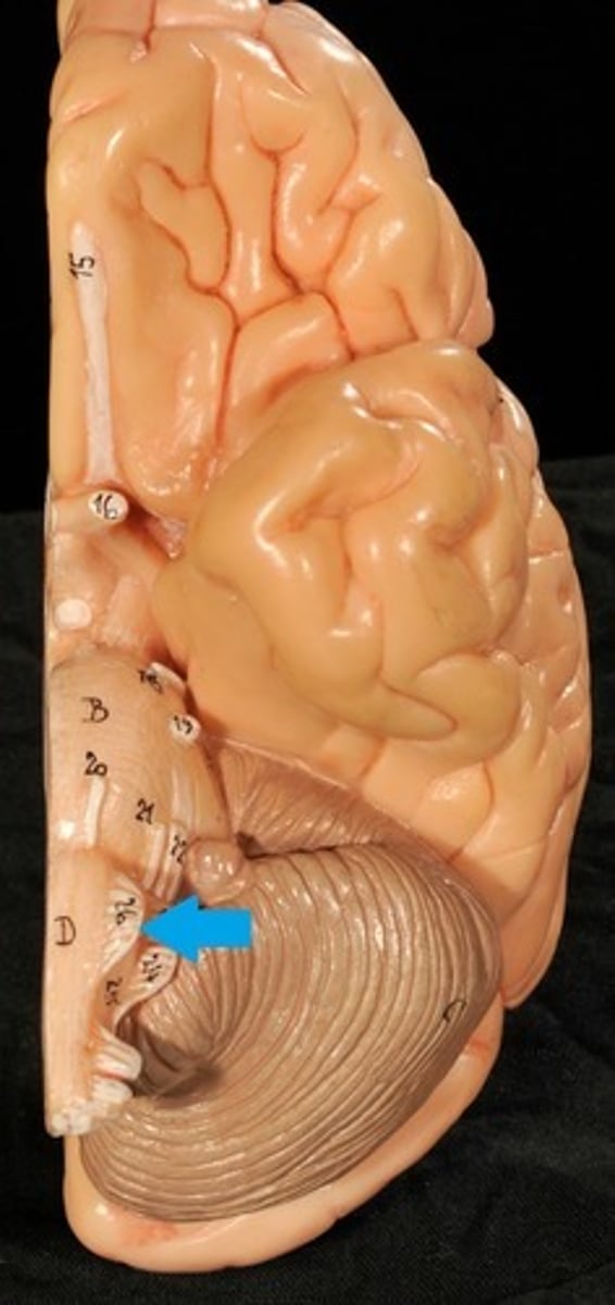 <p>Motor: Tongue</p>