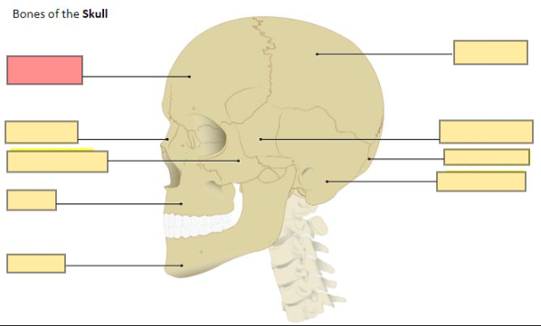 <p>forms the forehead, the roof of the nasal cavity, and the eye orbits of the cranium</p>