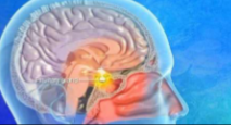 <p>What hormone is released from the anterior pituitary gland?</p>