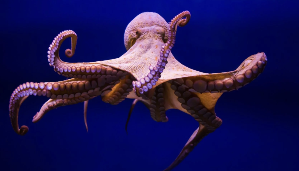 <ul><li><p>phylum mollusca </p></li><li><p>shell- internal, external, or none</p></li><li><p>well-developed eyes </p></li><li><p>tentacles with suckers </p></li><li><p>beak (w/ radula) </p></li><li><p>ink sac</p></li><li><p>closed circulatory system replaces open system </p></li></ul><p></p>